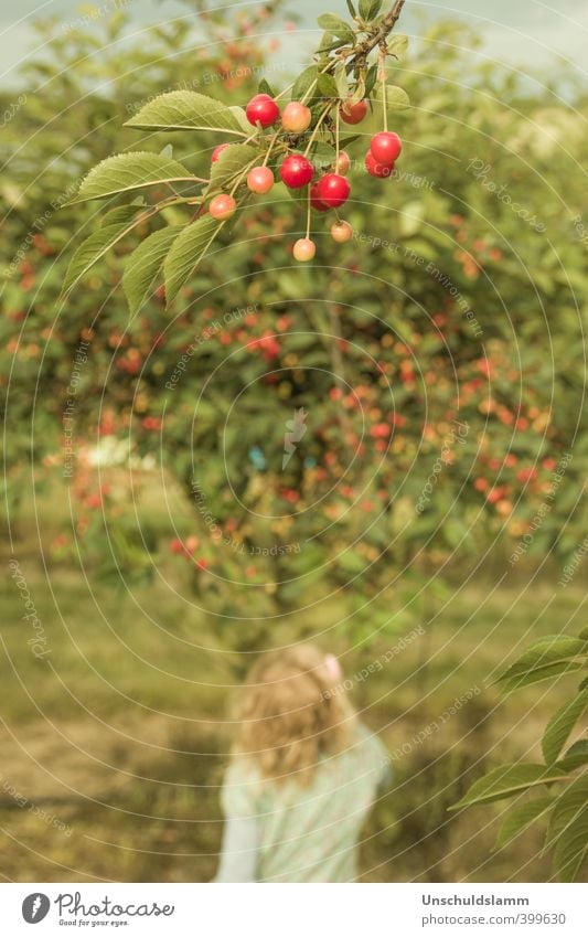 cherry tree Food Fruit Nutrition Picnic Organic produce Lifestyle Summer Garden Child Girl Infancy 1 Human being 3 - 8 years Environment Nature Tree