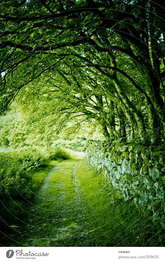 green Environment Nature Landscape Tree Grass Moss Garden Park Forest Creepy Green Wall (barrier) Rest of a wall Stone wall Ireland Tunnel Mystic Leaf