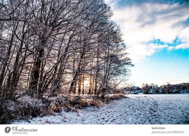 On a winter's day. Sun Sunlight Snowfall White Calm Environment Meadow Field Forest Winter Sky Nature Freeze Seasons Fabulous Snowscape Colour photo Snow layer