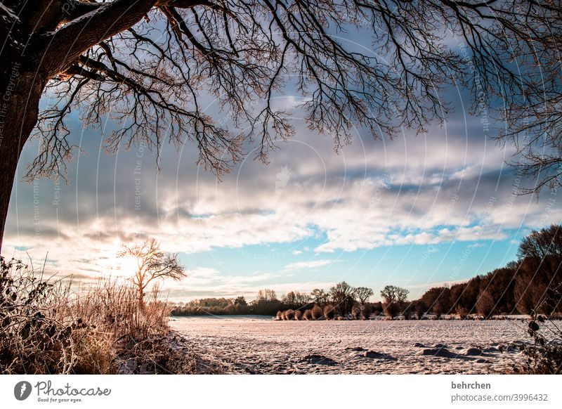 there is sunshine in winter too! Sunbeam Sunlight Snowfall White Calm Environment Meadow Field Forest Frost Landscape Winter Sky Nature Freeze Seasons Fabulous