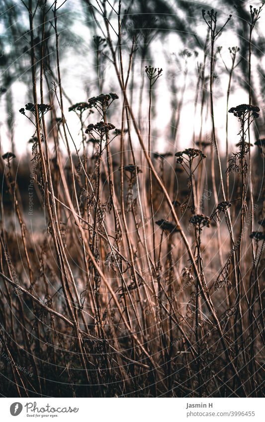 Wilt at the edge of the field Nature Exterior shot Environment Plant Colour photo Deserted naturally withered Transience out Margin of a field Autumn