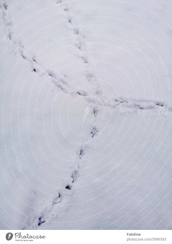 Tracks in the snow IV. The decision, which direction it should be, was probably not easy. Snow Winter Cold White Frost Exterior shot Deserted Nature Day