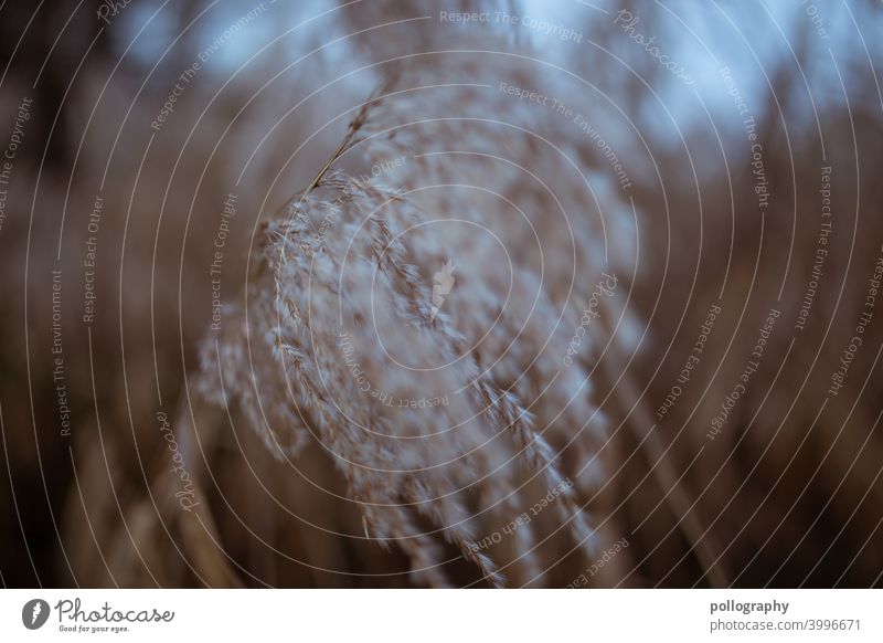 Modern pampas grass in nature Pampas grass Nature Grass Plant Exterior shot Deserted Close-up Day Beige