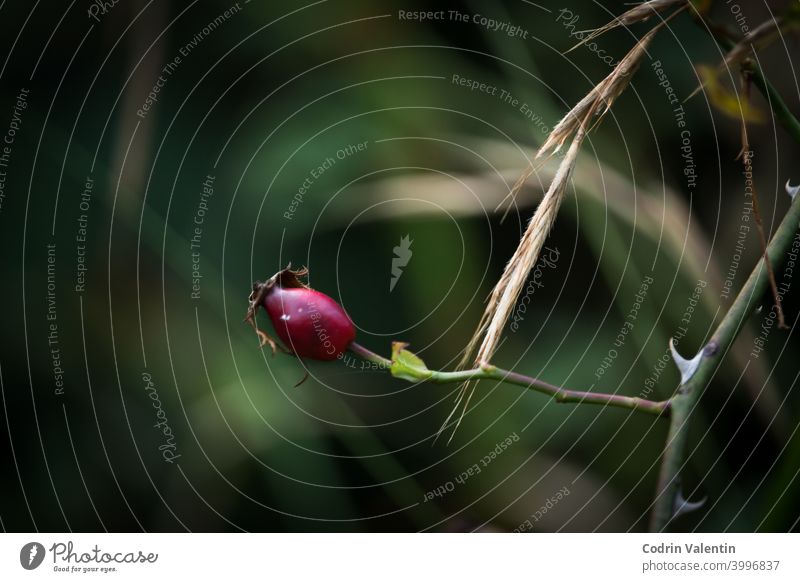 Small red fruit plant with blurry background animal bee eater beef beetle bird botany branch bud flower food insect invertebrate leaf macro photography magenta