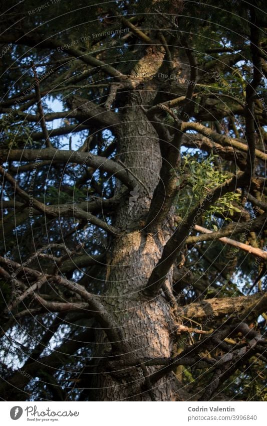 Portrait of pine tree with multiple branches. Sunlit pine tree in the forest close-up conifer environment fir green landscape leaf mountain natural environment