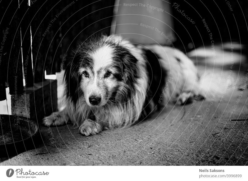 Closeup of large mixed breed old senior dog lying down in a yard sleeping. Mixed breed pet with large eyes. Dog breed of crossbreed. old dog animal big canine