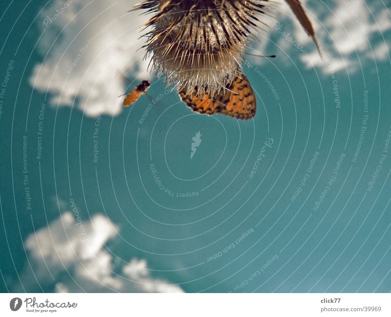 landing approach Thistle Bee Butterfly Clouds Worm's-eye view Style Animal Plant Air Sky Flying Blue Above Nature Aviation