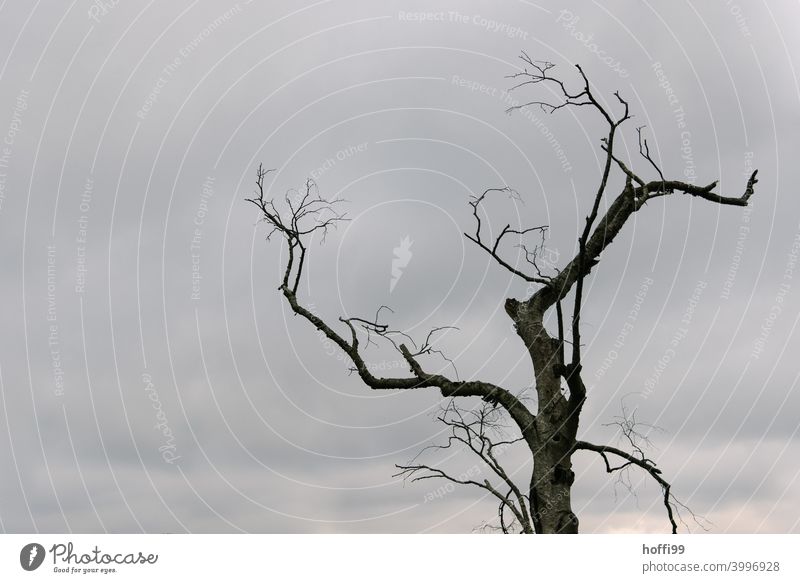 old tree, branches in the wind dead branches Tree stump Environmental pollution void Death of a tree Old age dead wood shrink wither coast westerly wind zone