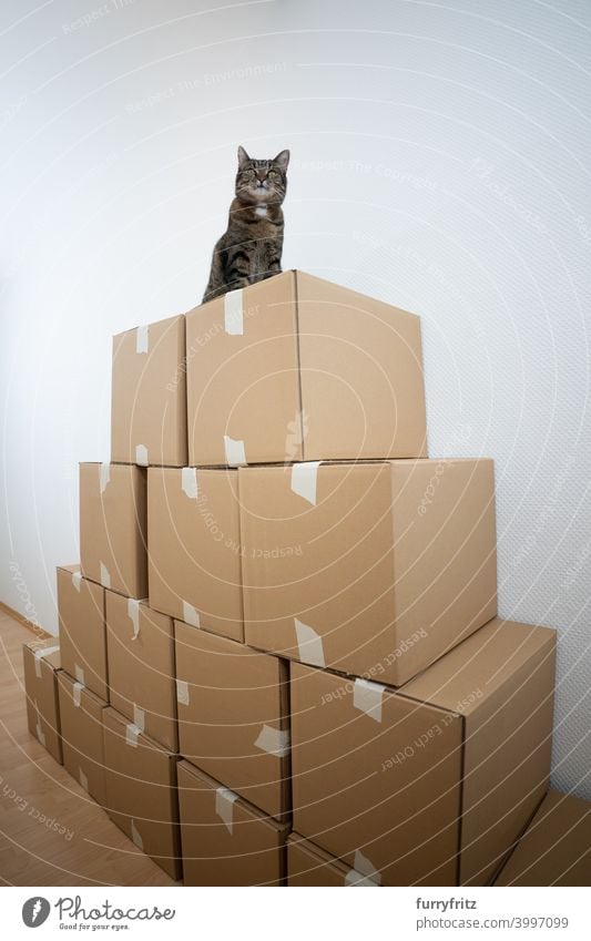 cat sitting on stacked cardboard boxes on top of high up curious tabby domestic cat indoors playful