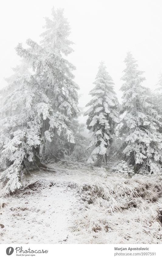 Fir trees covered in snow in the mountains adventure background beautiful cloud cloudy cold environment evergreen fir fog foggy forest frost frozen haze