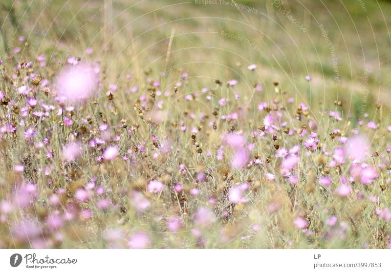 purple flowers and  plants on a field Sunset Sunrise Light (Natural Phenomenon) Reflection Day Dawn Morning Neutral Background Structures and shapes Abstract