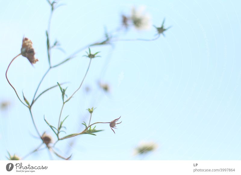 white plants against clear blue sky Sunset Sunrise Light (Natural Phenomenon) Reflection Silhouette Day Dawn Morning Neutral Background Structures and shapes