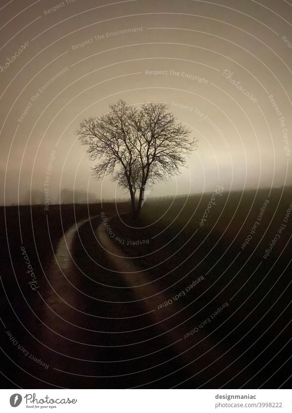 Night shot. Tree at the roadside. Lanes & trails wayside Street acre Shroud of fog Misty atmosphere Fog bank Dark Night sky somber Deserted Nature Landscape