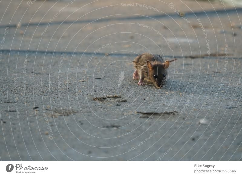 Mice in search of food... Animal Mammal Deserted Rodent Pelt Wild animal Squirrel Brown Exterior shot