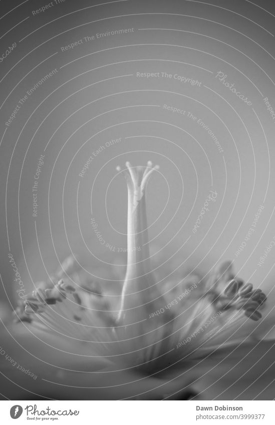 Close Up Portrait of the Centre of a Flower including the Carpel, Stamen and Pollen in Monochrome Nectar Nature Close-up Plant Macro (Extreme close-up)