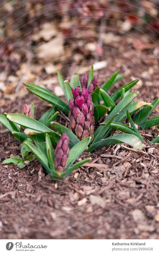 Pink Hyacinth Buds hyacinth pink green brown easter holidayNature macro closeup Flower Spring springtime may june april Plant Plants Season Seasonal Flora