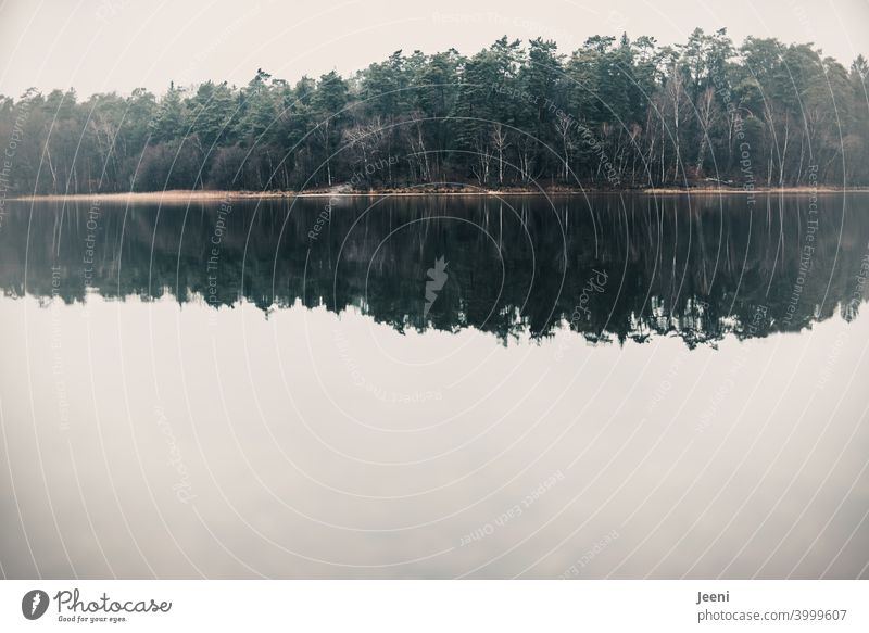 Forest in fog in double version | trees reflected in the water of the lake Lake Water Mirror Mirror image reflection Reflection Surface of water Tree Winter