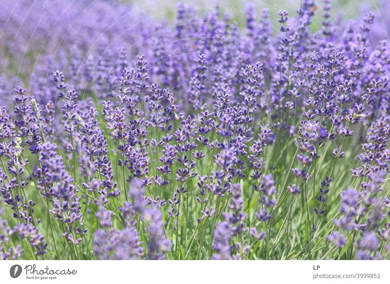 field of lavander Sunset Sunrise Light (Natural Phenomenon) Reflection Day Dawn Morning Neutral Background Structures and shapes Abstract Experimental Detail