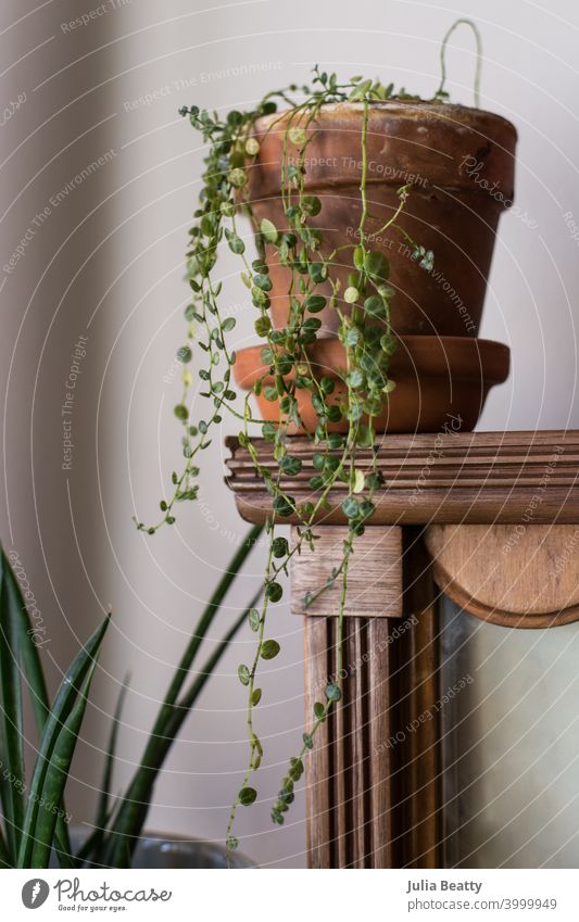 String of Turtles plant in terra cotta pot on wooden shelf string of turtles house plant leggy unhealthy delicate difficult boho bohemian plant mom plant dad