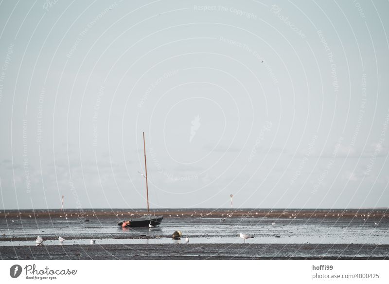 The sailboat lies aground in the mudflats at low tide - the tide will come in Sailboat Seagull Mud flats grounded Watercraft Beach Sand coast North Sea Sailing