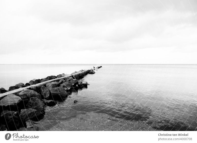 A groyne made of stones on the Baltic Sea coast projects far out into the water. It protects the coast from waves and currents. Several cormorants have gathered at the end of the groyne