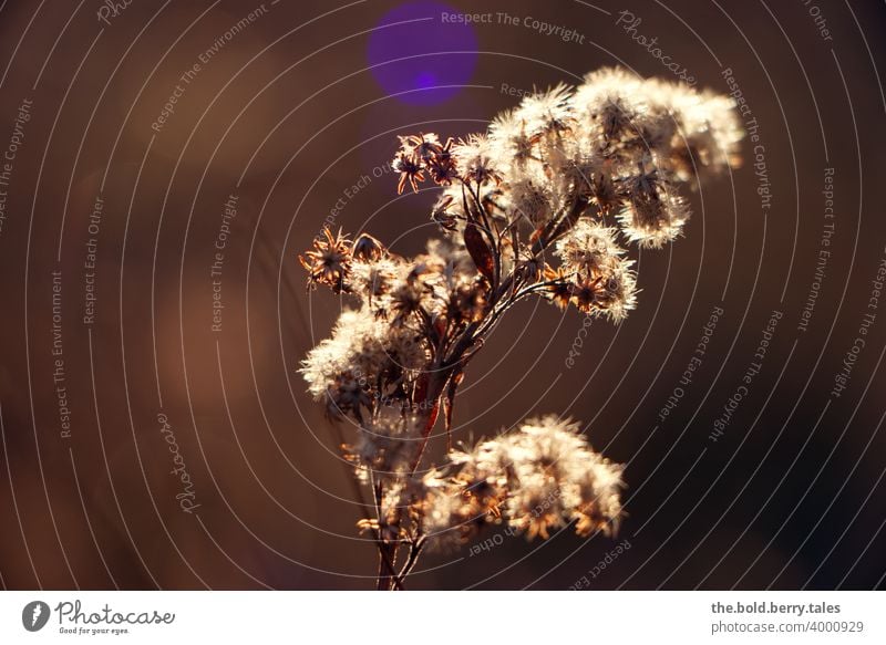 Goldenrod in the evening light Plant Nature Colour photo Exterior shot Deserted Evening shallow depth of field Shallow depth of field Copy Space left Close-up