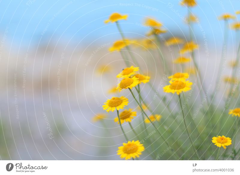 yellow plants against clear blue sky Sunset Sunrise Light (Natural Phenomenon) Reflection Silhouette Day Morning Neutral Background Structures and shapes