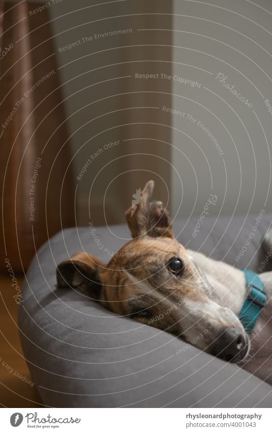 Close up of a very cute rescued greyhound's face. Brindle and white. Greyhound brindle portrait bed indoors home modern interior relaxed posing lying pretty