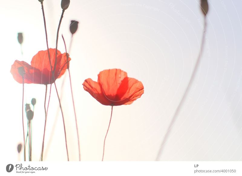 poppies in the sun Worm's-eye view Low-key Sunbeam Sunlight Light (Natural Phenomenon) Contrast Deserted Structures and shapes Abstract Exterior shot