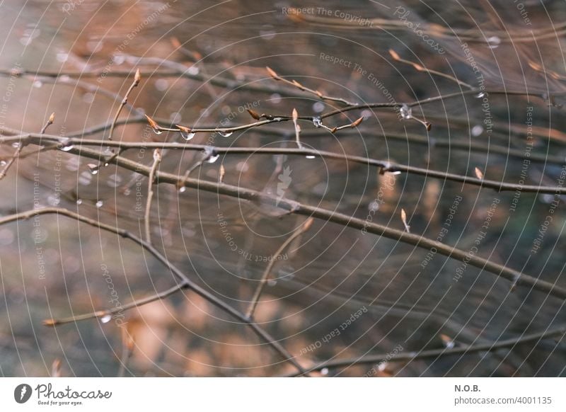 Raindrops on branches Tree Nature Branch Twig Copy Space bottom Brown Shadow Exterior shot Plant Deserted Environment Shallow depth of field Day Colour photo