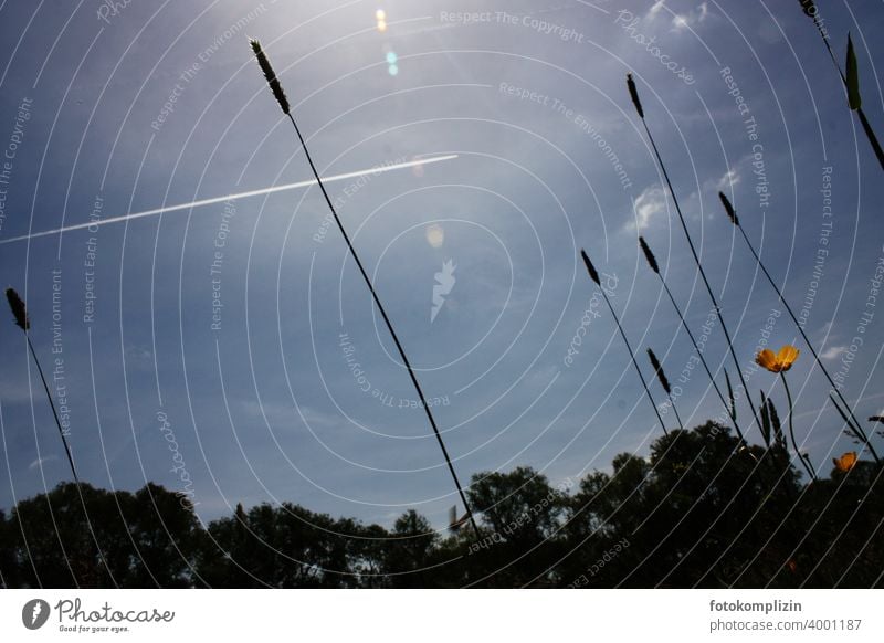 Spring awakening with condensation trails Sky Vapor trail from below Blossom grasses Perspective Outdoors Crowfoot daydream Meadow flower meadow flowers