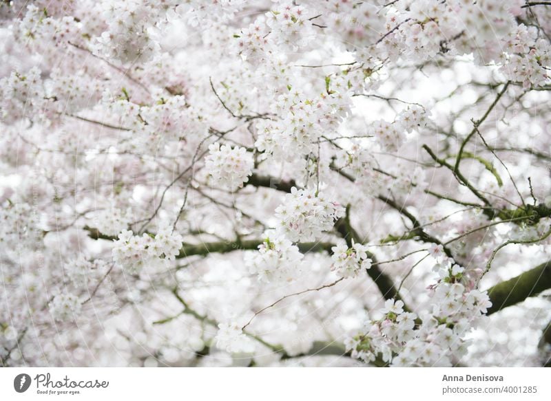 White Blossom Cherry Tree during Spring Season sakura blossom cherry tree spring background flower pink nature white garden season blooming isolated park branch