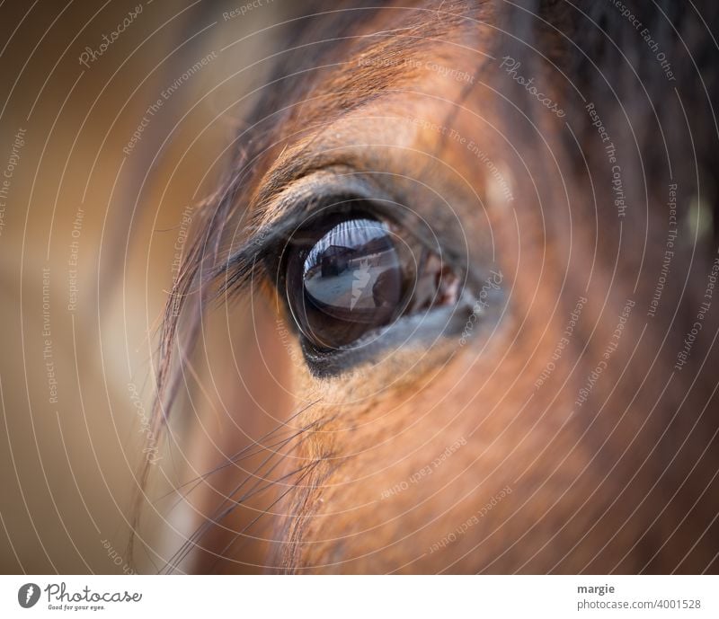 The eye of a horse Horse Animal Colour photo Animal portrait Brown Pelt Eyes Farm animal Close-up animal eyes Love of animals Animalistic Wild Head Hair