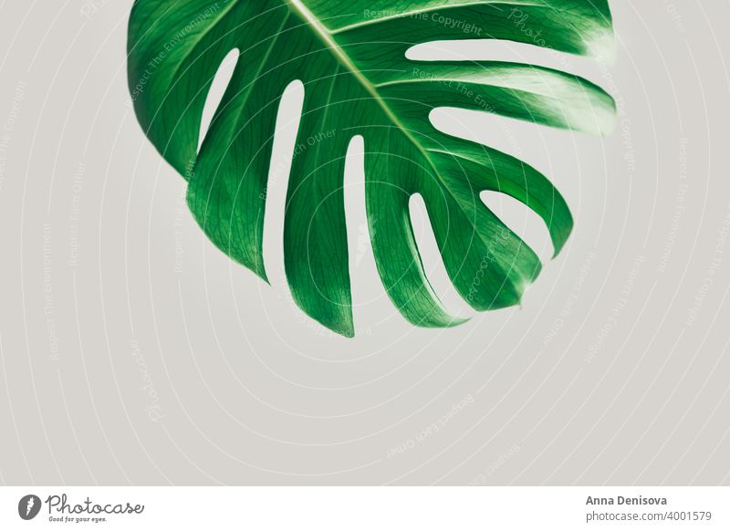 Real monstera leaves leaf plant garden jungle foliage tropical nature floral green pattern wallpaper decor exotic botany natural decoration trendy botanical