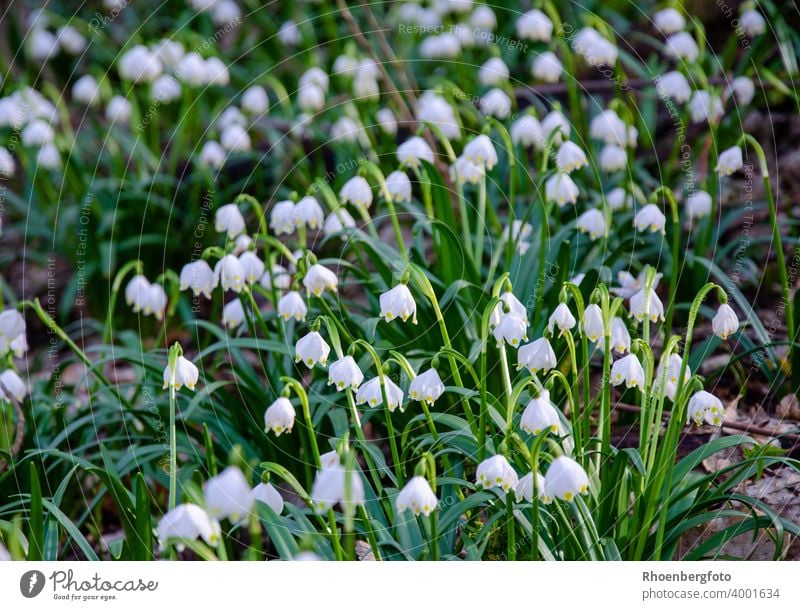 blossoming marchflower in our marchflower forest Spring snowflake knotweed Snowdrop Garden Flower Forest Landscape Nature March Season spring Large White