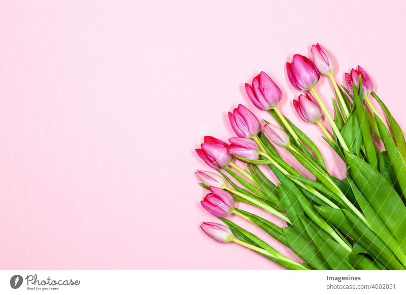 Bouquet of tulips on pink pastel background. Beautiful tulips for for mother's day, valentine's day, birthday greeting card 14 zero 8 backgrounds pretty