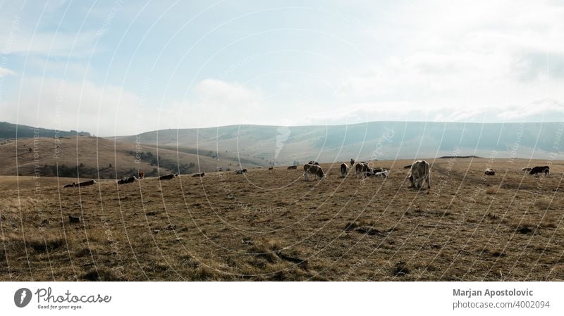 Herd of cows on the mountain top animal animals autumn beautiful cattle country countryside dairy day domestic environment europe european farm farming farmland