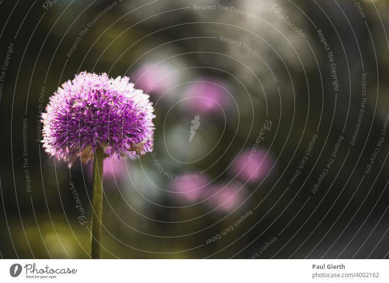 Macro of a purple flower Blossom Flower Spring Plant depth blur Shallow depth of field Green Colour photo Violet Garden Blossoming