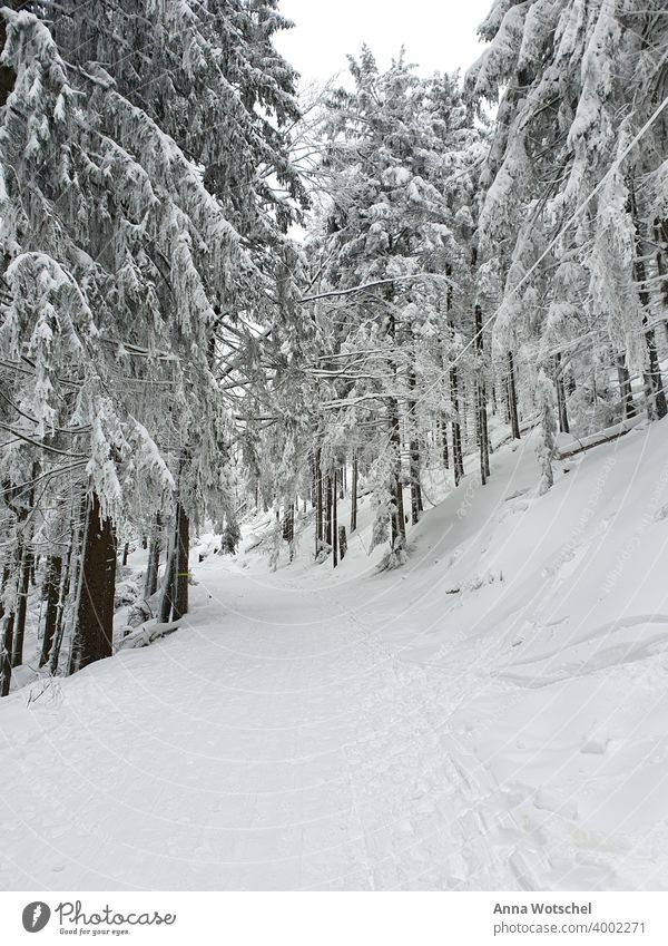 Winter wonderland in the Black Forest Snow, winter wonderland Nature White Landscape Snowscape Winter mood Winter forest chill forest landscape Love of nature