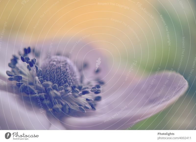 Flower of an anemone Blossom Macro (Extreme close-up) Anemone Plant Shallow depth of field Spring Blossoming Close-up Nature Colour photo Neutral Background