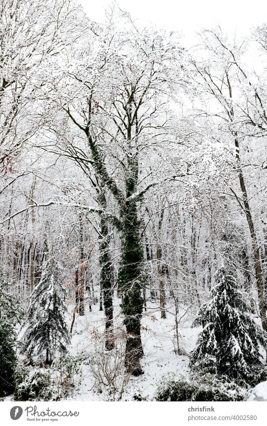 Tree with ivy in snow Forest Nature Leaf Branch Snow Winter Cold White Frost chill Ice Weather natural hazard vacation snow-laden