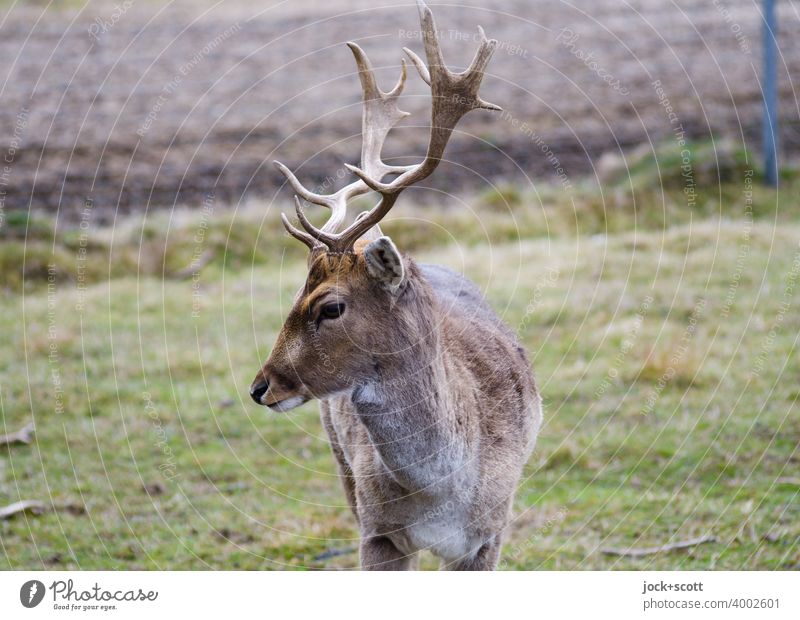 Roebuck on green meadow Wild animal Animal portrait Roe deer Meadow Authentic Nature Mammal Deer Cor anglais reindeer buck