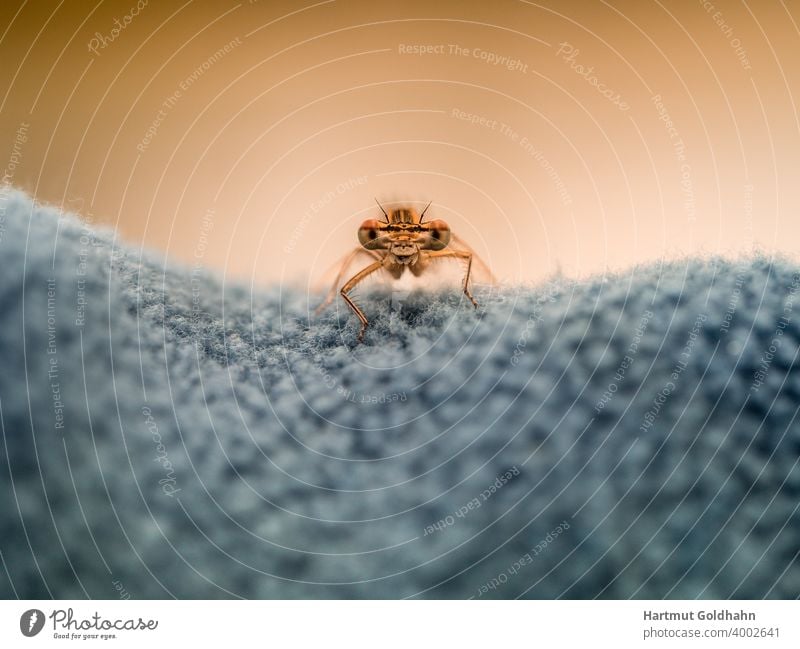 Nahaufnahme von einer gelben Libelle die auf einen Gewebe sitzt und mit ihren großen Augen direkt in die Kamera schaut. Angesicht Vorderansicht Tier