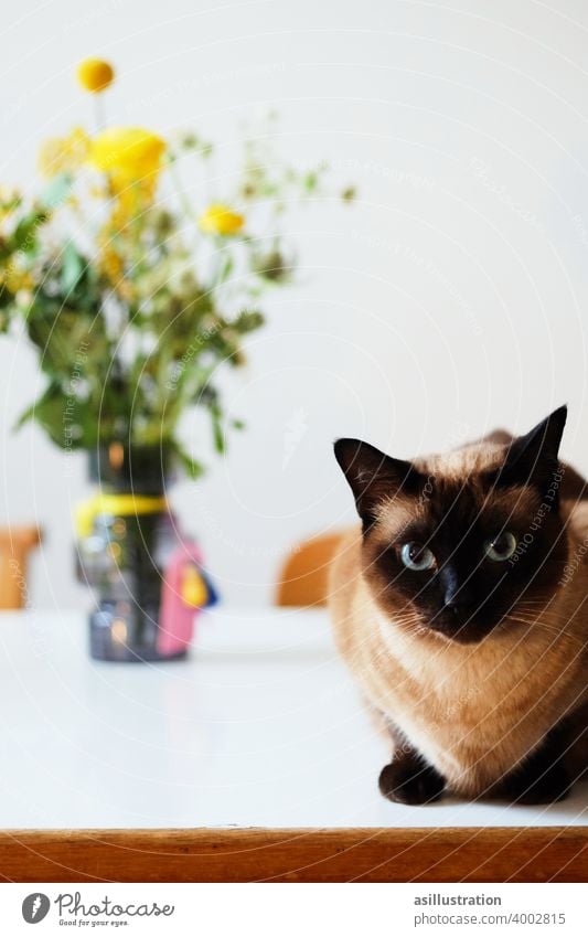 Siamese cat Cat Bouquet eyes blue eyes foamy iris eyes fluffy Pet Dinner table Brash Interior shot Pelt Cute flowers Animal Domestic cat Colour photo