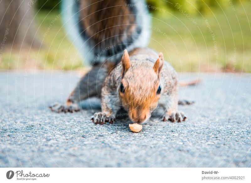 Grey squirrel discovers a nut grey squirrels Nut Squirrel To feed Discover Find Funny Animal greedy inquisitorial rodent Animal portrait