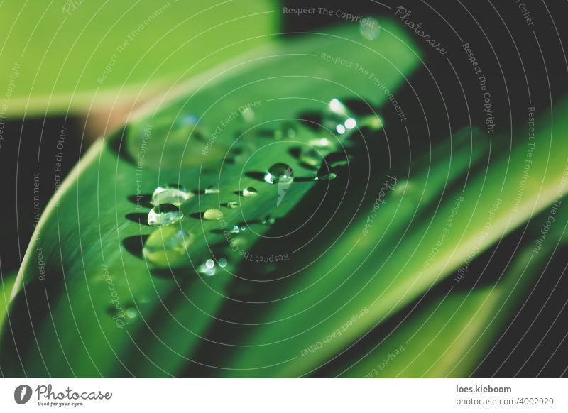 Detail of rain drops on sunny leaf of agave plant droplet Drop Leaf Water Rain Agave Purity Close-up Fresh raindrops Green Garden Abstract Nature Spring Plant