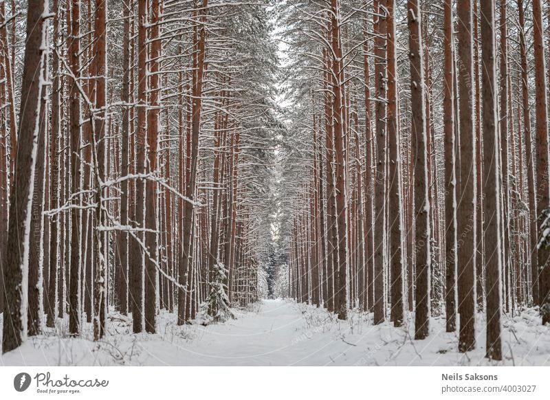 perspective in straight vertical lines painted with pines and snow winter forest tree nature cold white trees landscape birch woods frost season park snowy