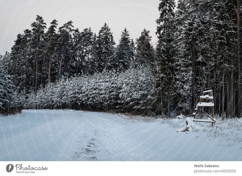 winter forest in the snow / hunter tower near road in woods tree cold landscape nature mountain trees sky white frost ski season pine snowy blue christmas ice