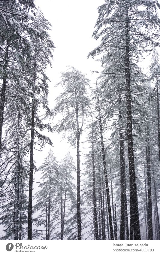 snow on the pine trees in the forest in winter season snowfall wintertime cold cold days white frost frosty frozen ice snowy snowflake weather mountain nature