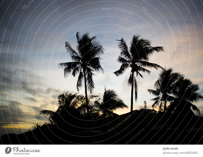 Evening hour with palm trees Sky Sunlight Exotic Palm tree Cliche Romance Vacation photo Kitsch Dusk Warm light Paradise Silhouette Tropical Sunset Back-light